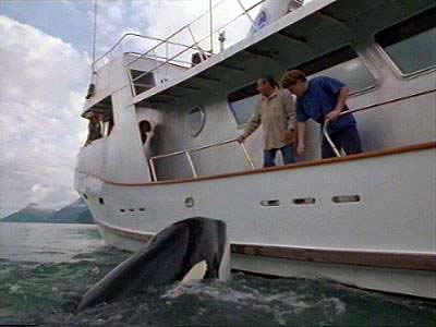 Meeting the Whales